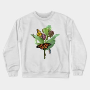 Monarch Lifecycle Egg Caterpillar Chrysalis Butterfly Crewneck Sweatshirt